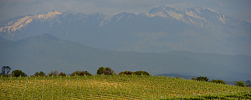 Domaine de la Punta vignes Alain Lugarini