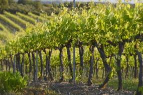 vignes domaine de la punta