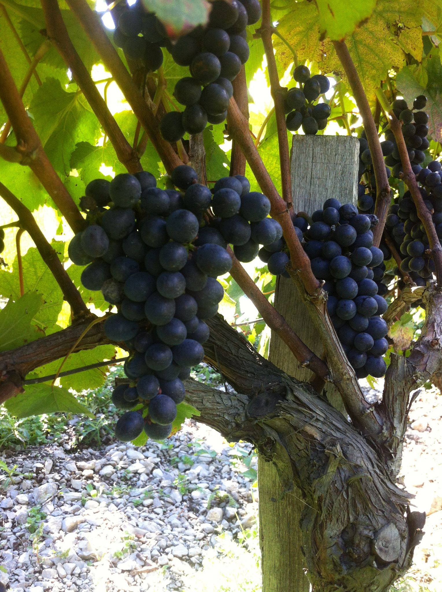 Grésivaudan vignes isère domaine finot