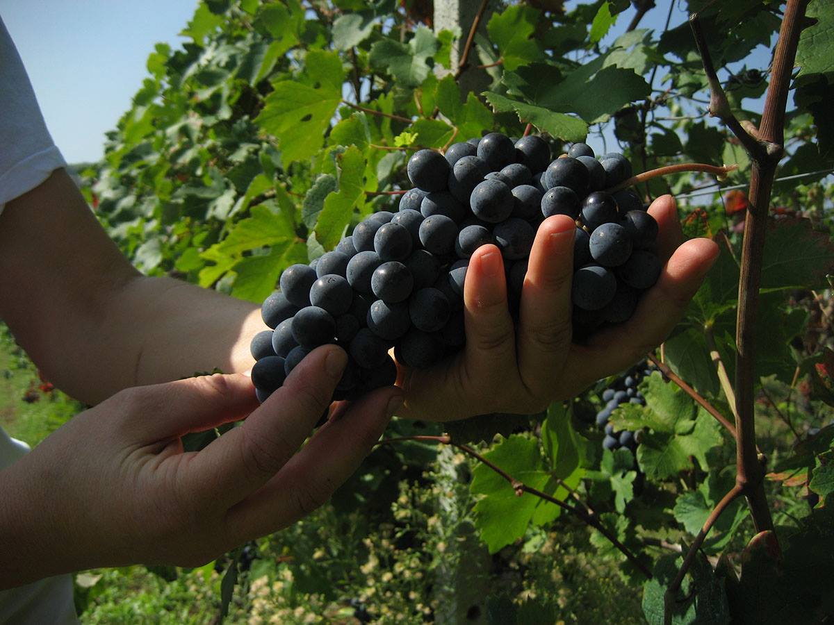 Azienda Agricola Morando Silvio vendanges 