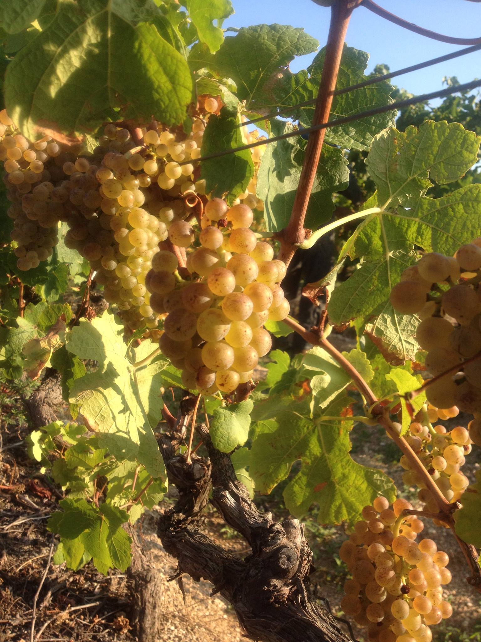 Grésivaudan vignes isère domaine finot