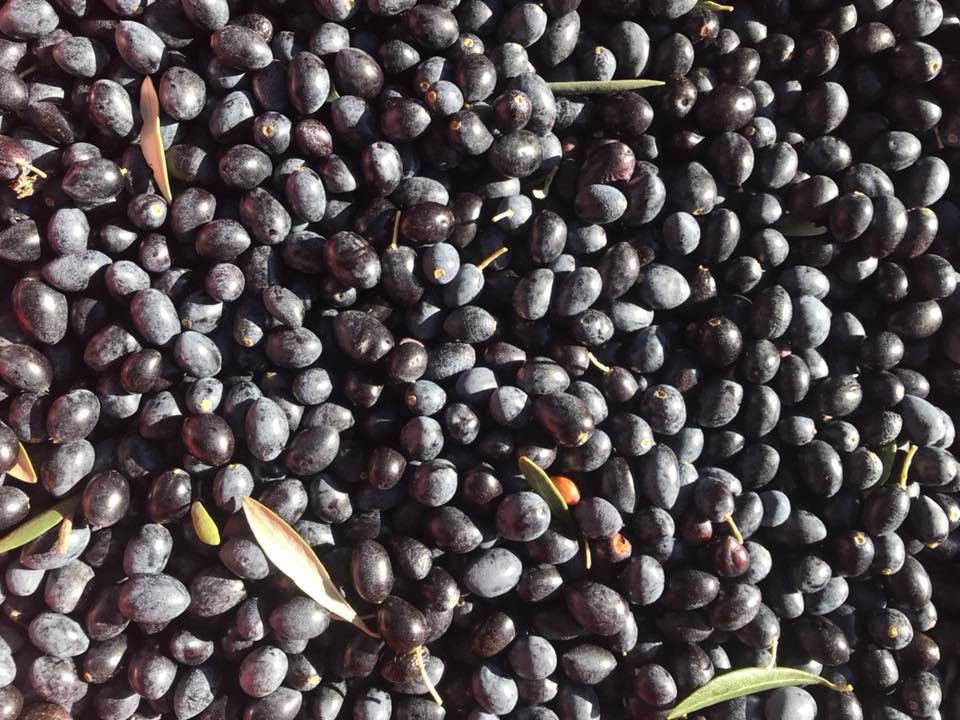 olives domaine de Piéblanc