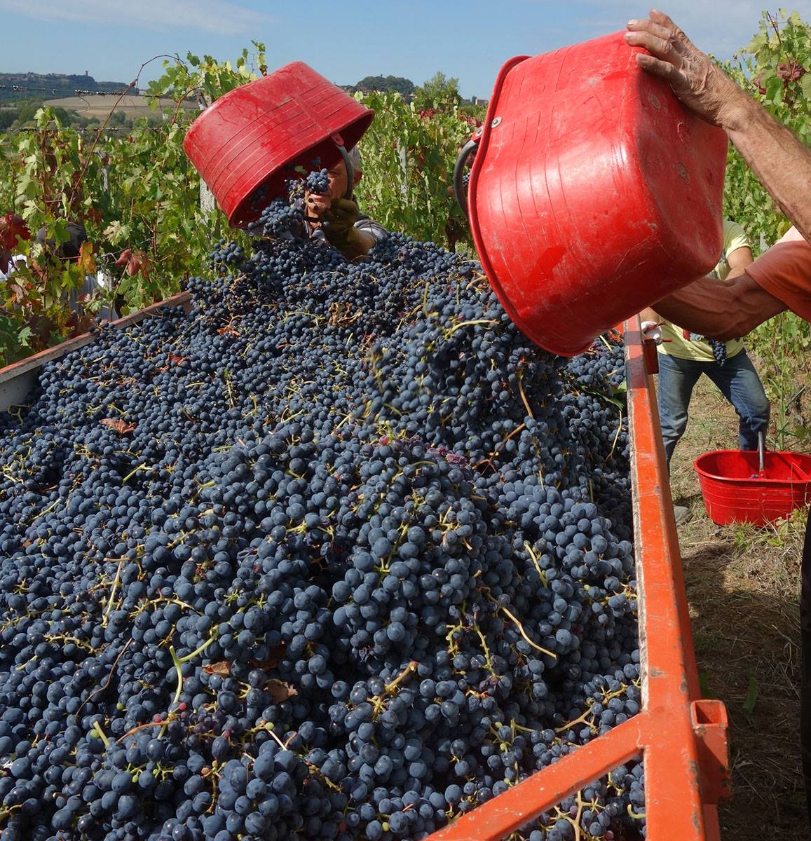 Azienda Agricola Morando Silvio vendanges