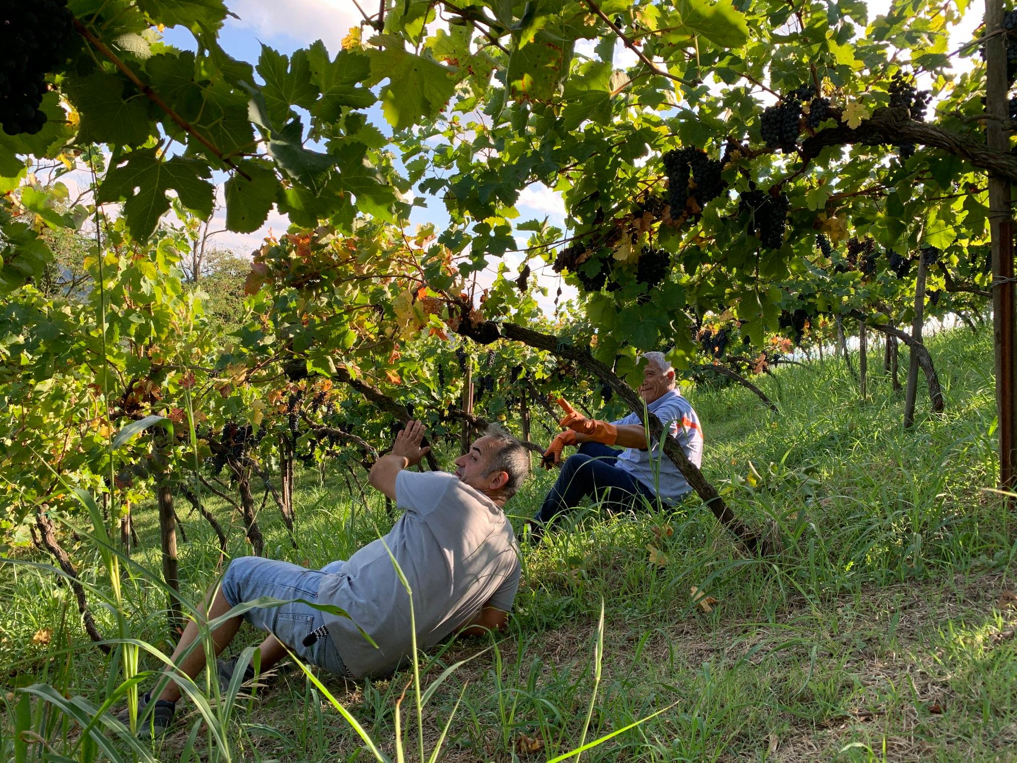 Azienda Agricola Morando Silvio domaine de silvio morando vendanges 