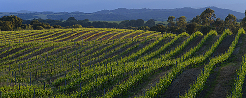 Domaine de la Punta vignes François Paioli