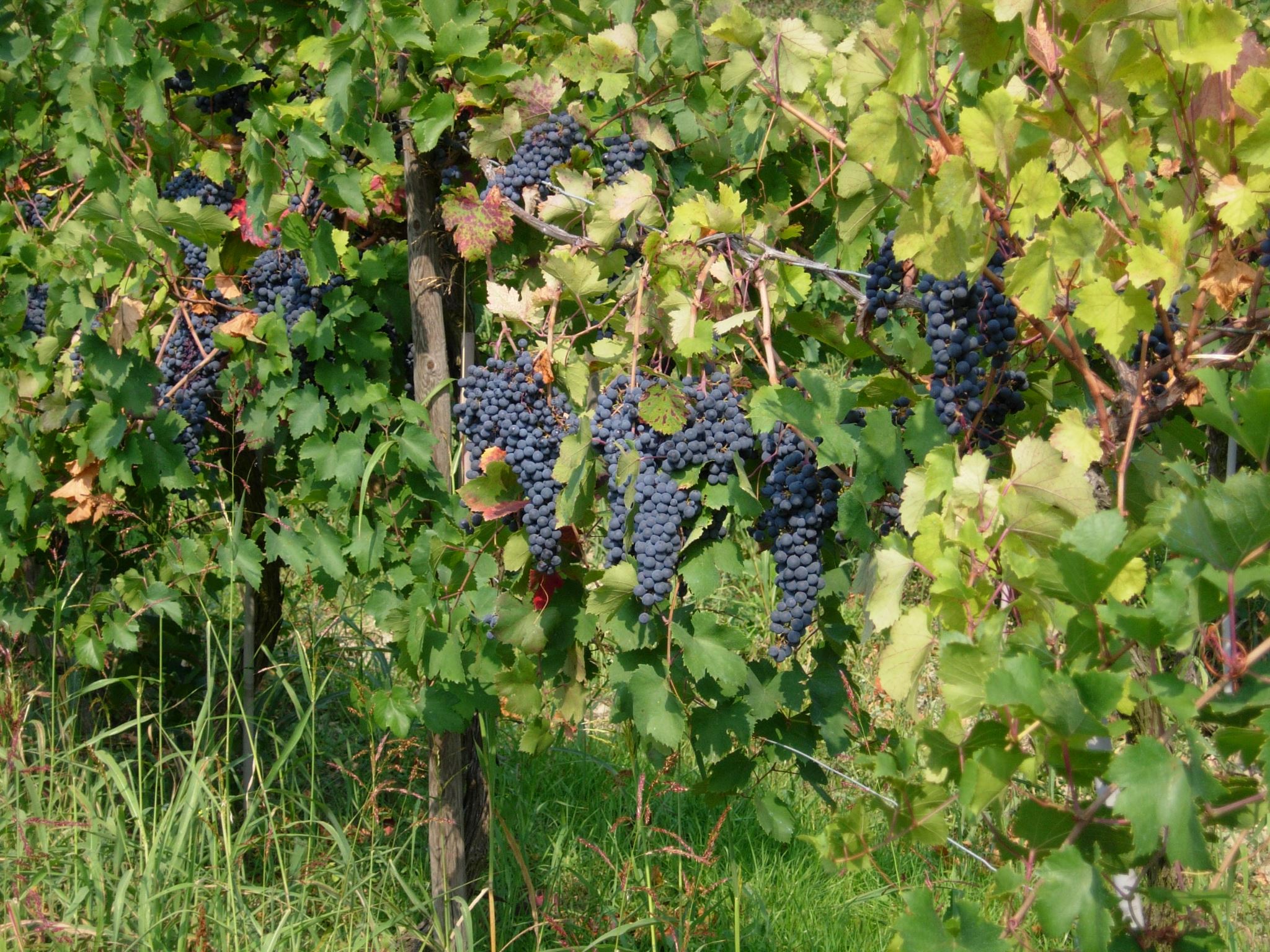 Domaine de Silvio Morando vendanges vin vignes