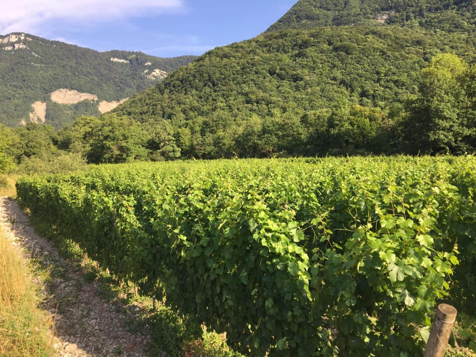 Grésivaudan vignes isère domaine finot Thomas finot